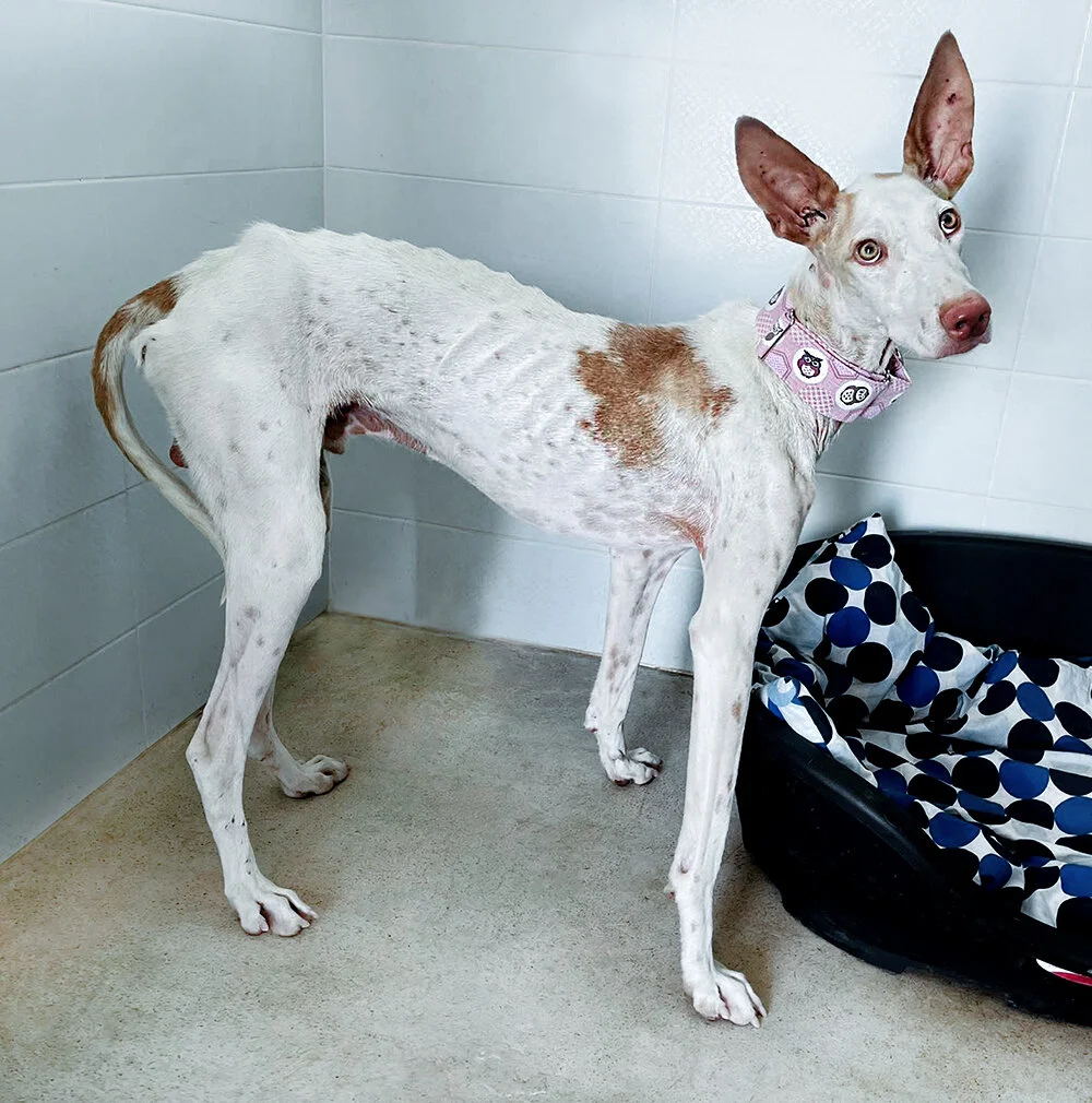 Newly arrived to GDS.