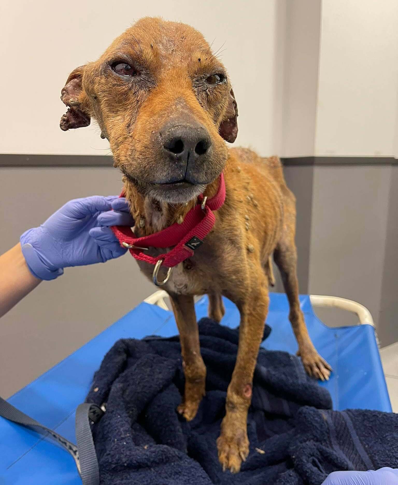 At the vets when first rescued.