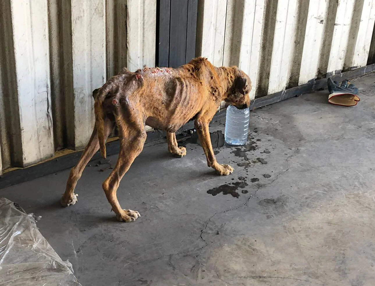 Alfred when found on the streets.