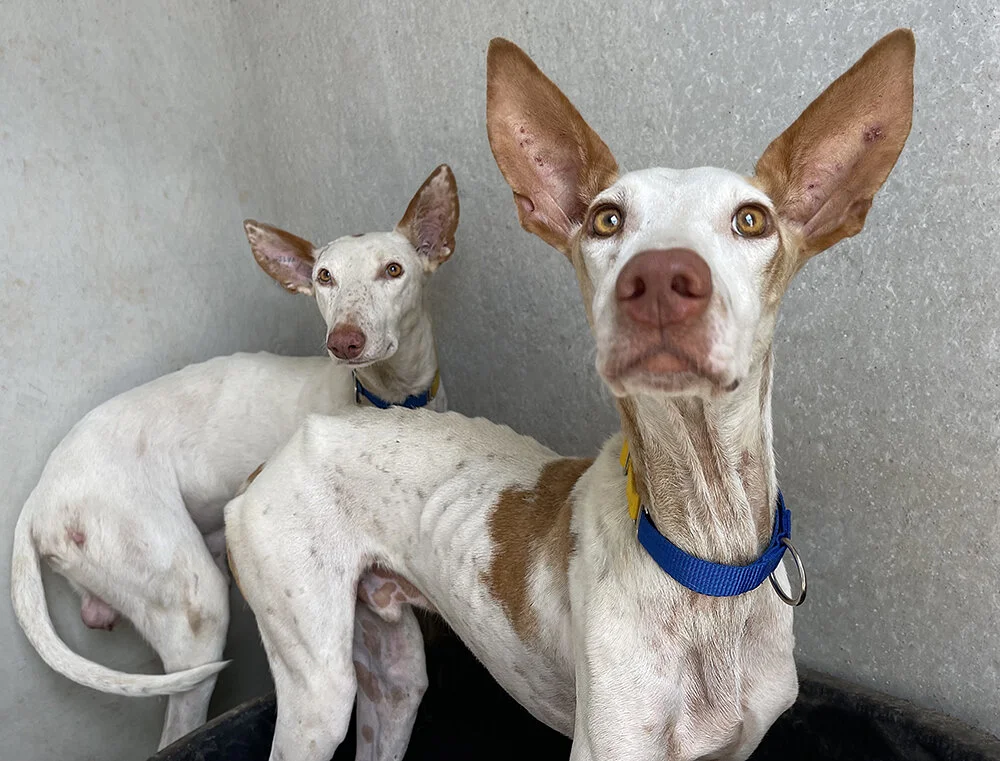 Slim Jim and roommate Guanche.