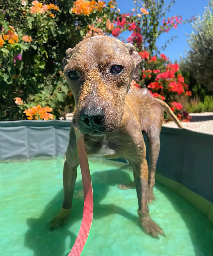 alfred pool-stand pool.jpg