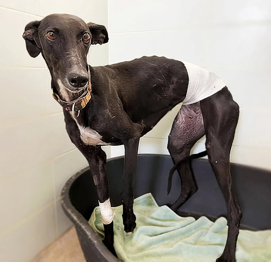 libby post op-standard-scale-2_00x-gigapixel (1).jpg