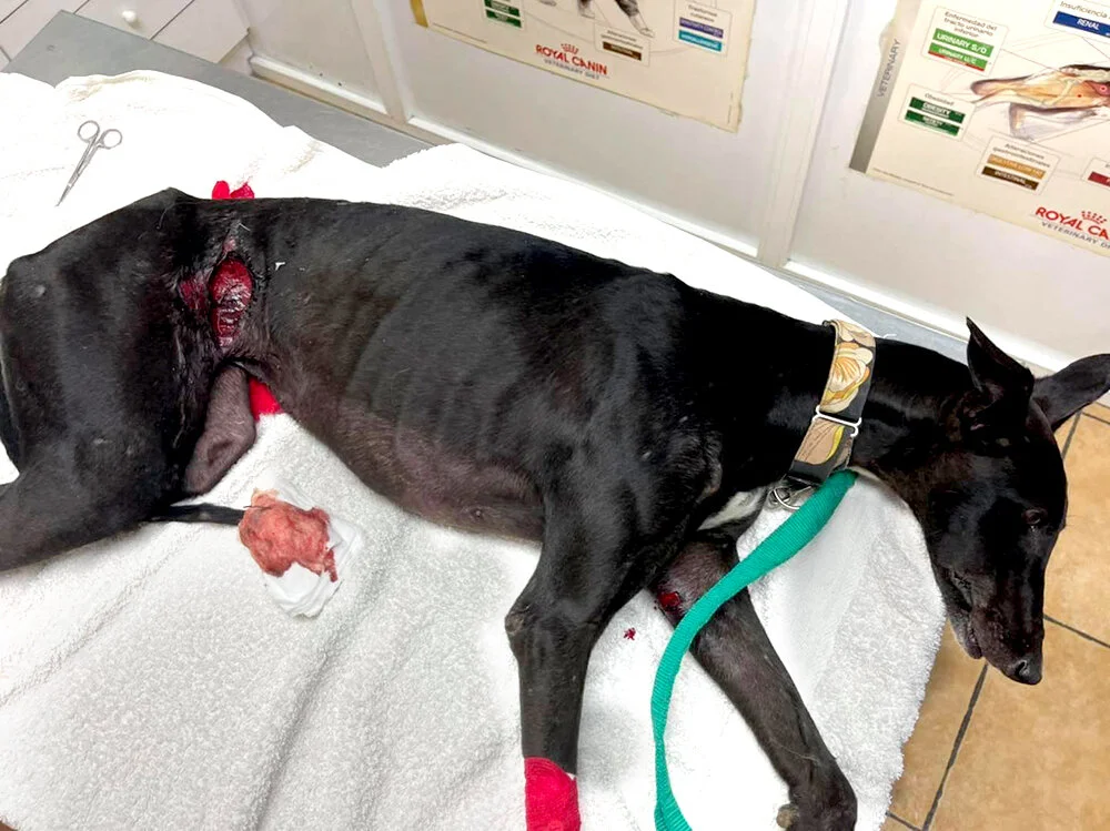 Libby when found with terrible wounds.