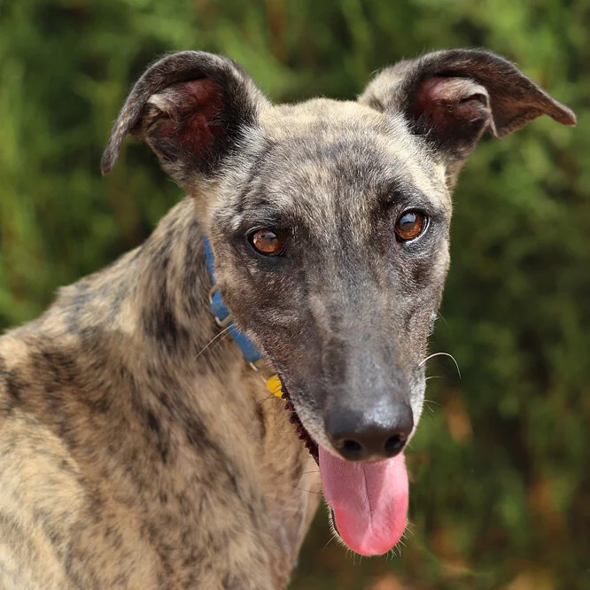 chester new_profile.jpg