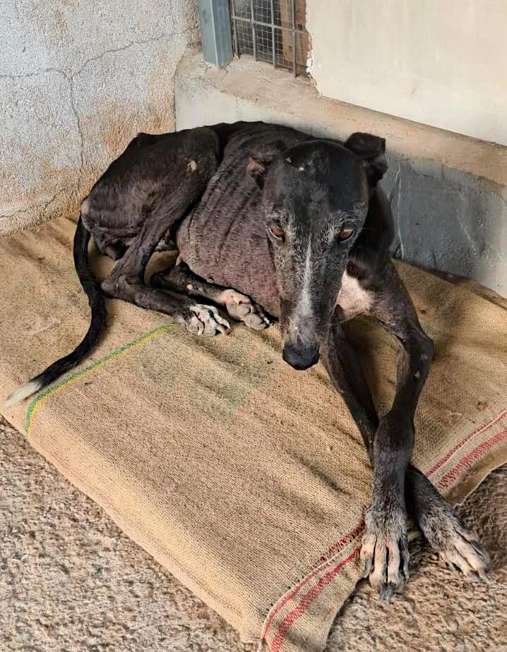 Before coming to GDS.