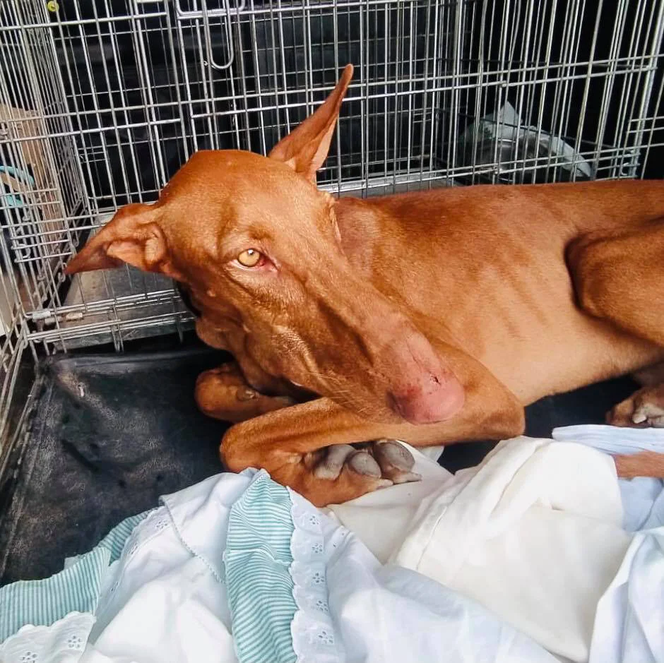 In the van on the way to GDS after being rescued.