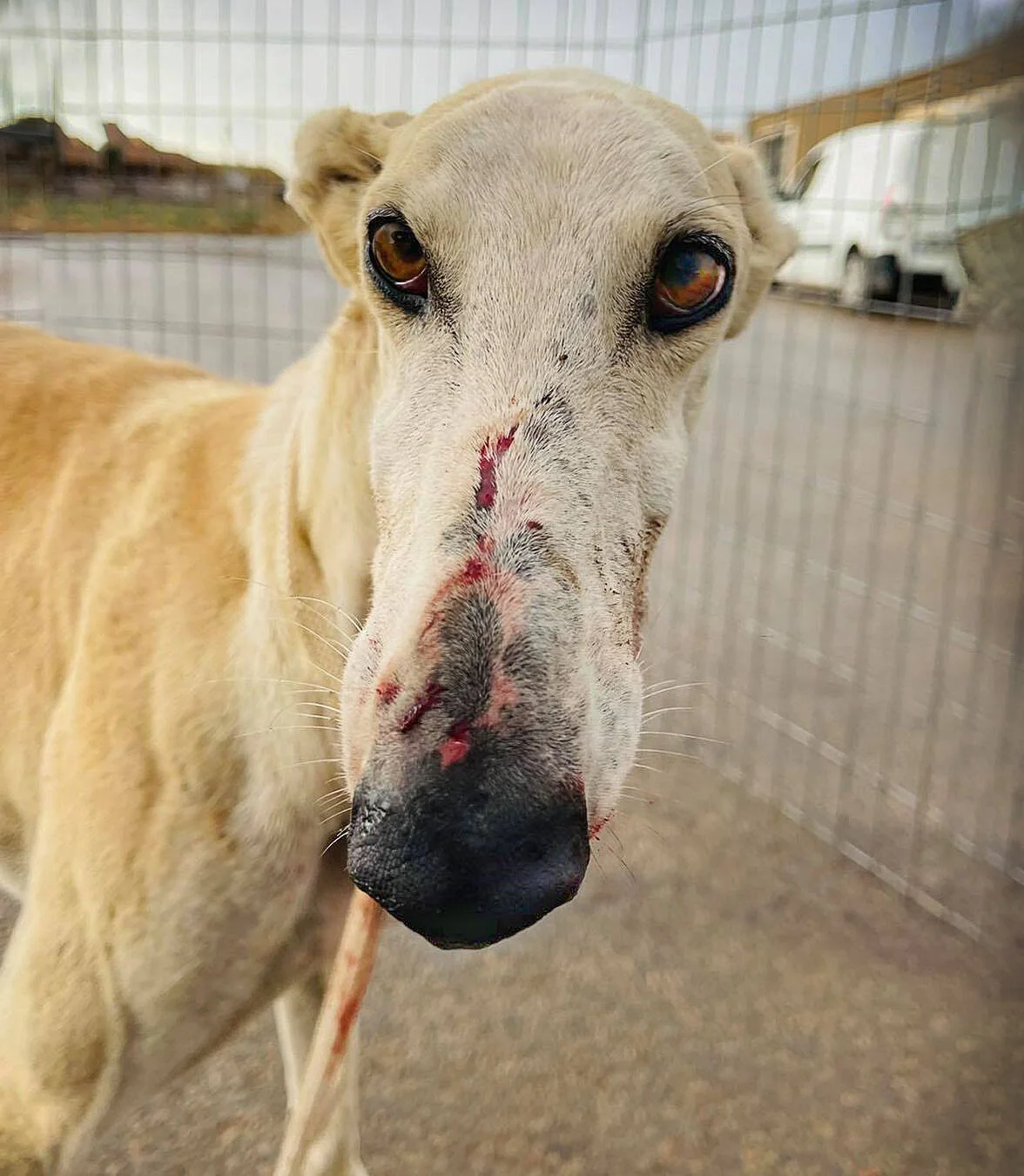 Face lacerations from trying to escape the trap.