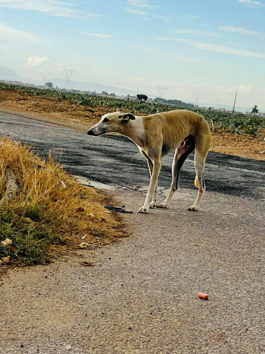 GDS luring Casper into the trap with a trail of sausages.