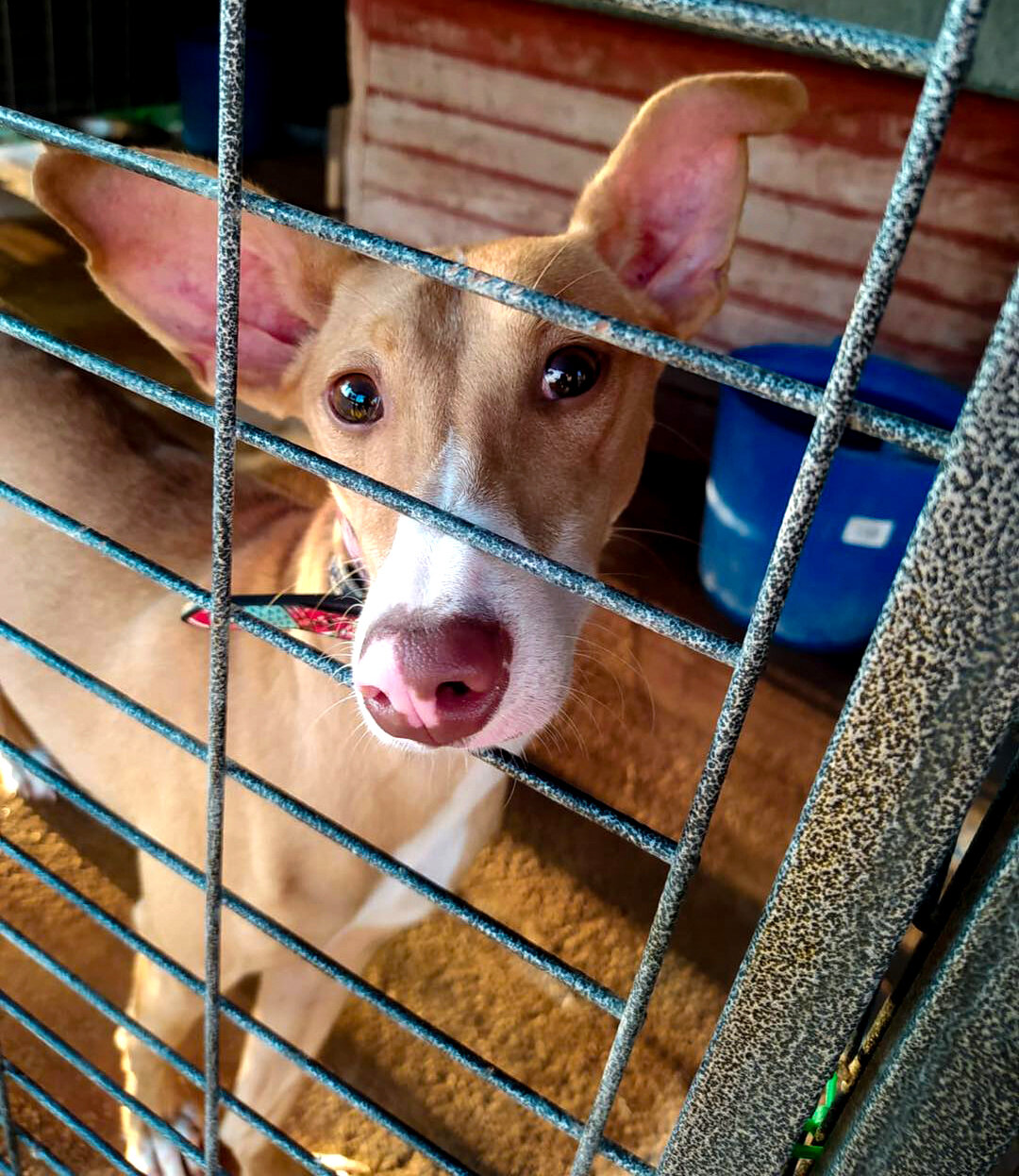 Day of arrival to GDS.