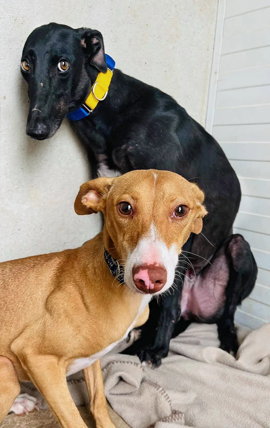 With roommate Negrita.