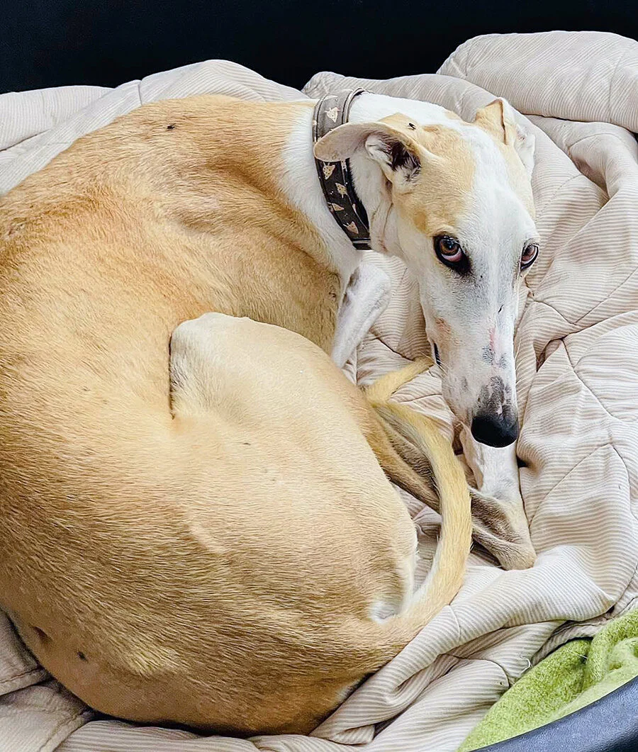 casper curled up.jpg