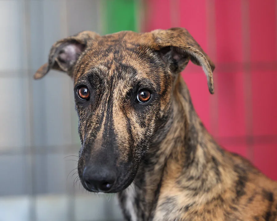 garfunkel 6T6A6299_1.jpg