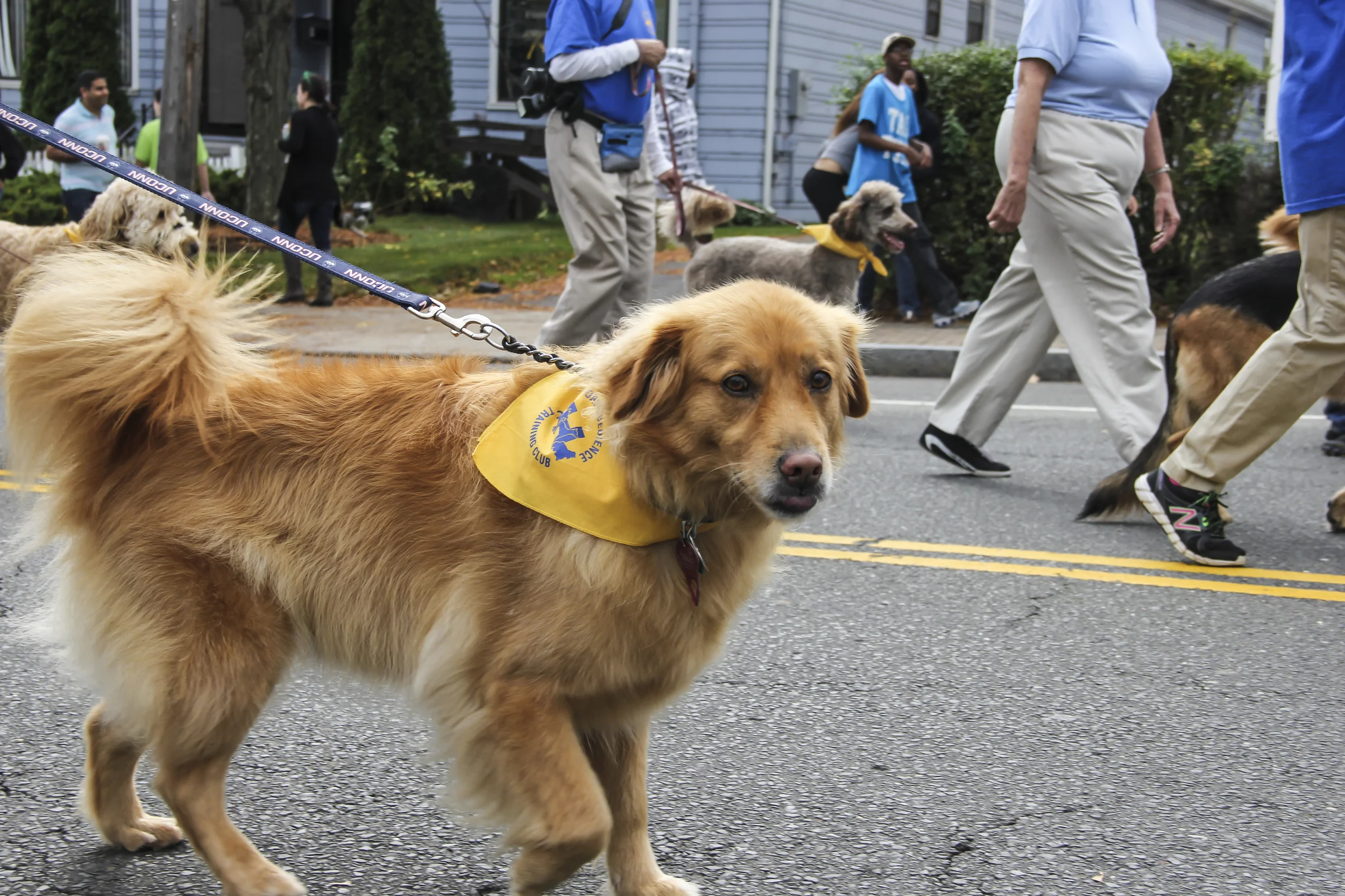 Park Road Parade 2014286.JPG