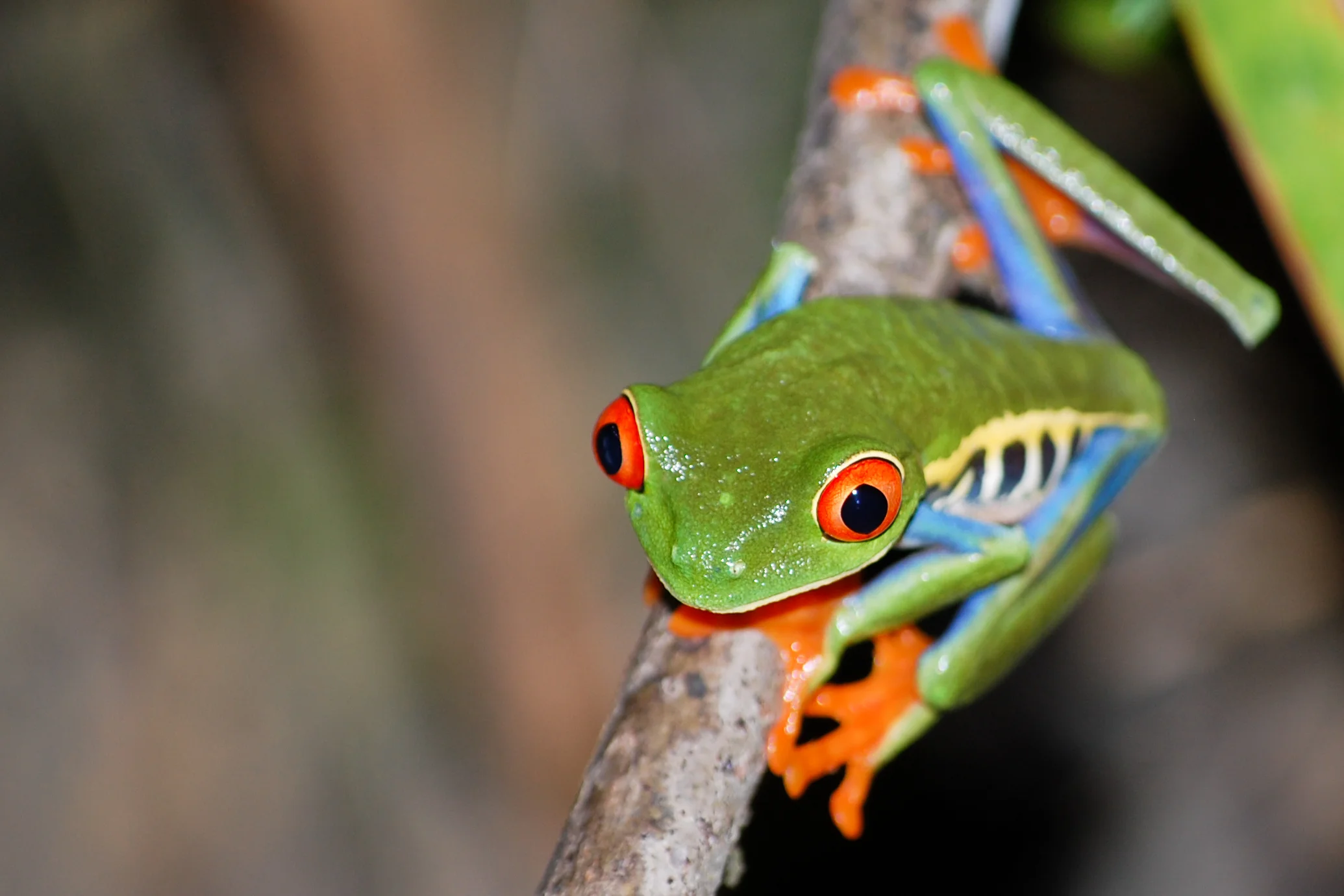 Costa Rica 102.jpg