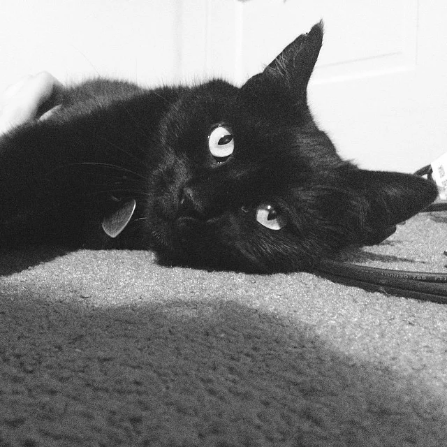 Cat Gallery #1
