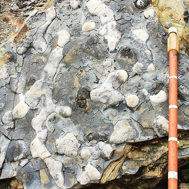 Burrow network on the base of a bed in the Upper Devonian / Lower Mississippian Woodford Shale, Oklahoma. Phosphate nodules have grown at the end of many of the burrows. Scale: white marks on staff are 10 centimeters apart. The Woodford is a signific