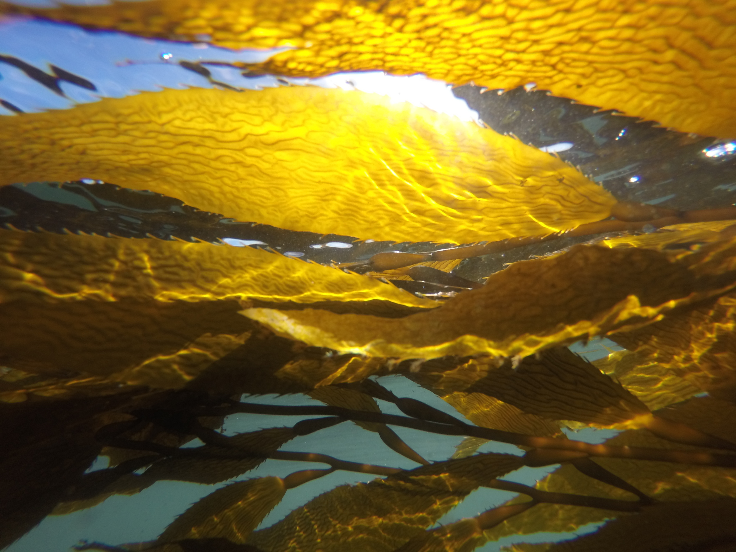 Santa Cruz kelp