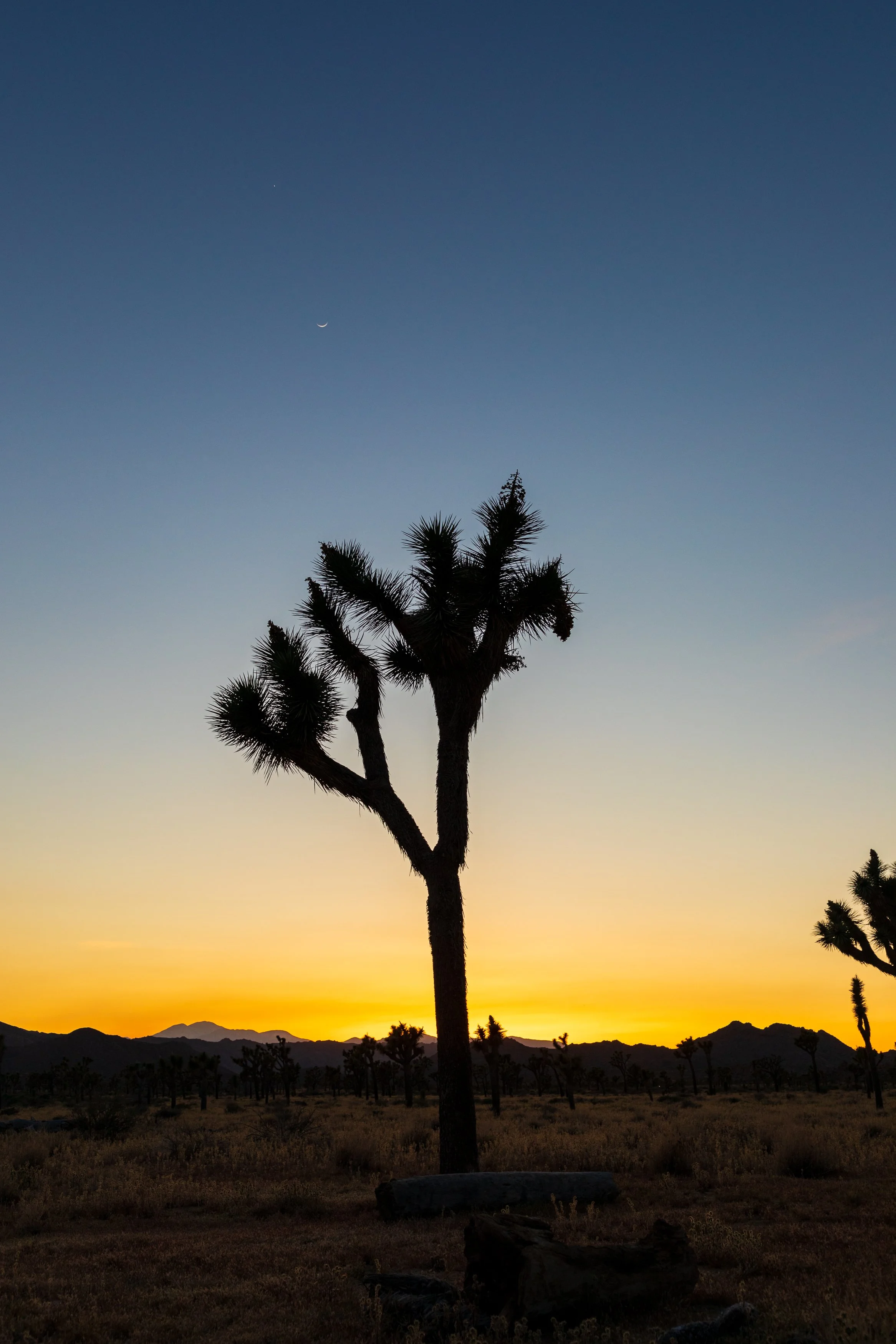joshuatree_27.jpg