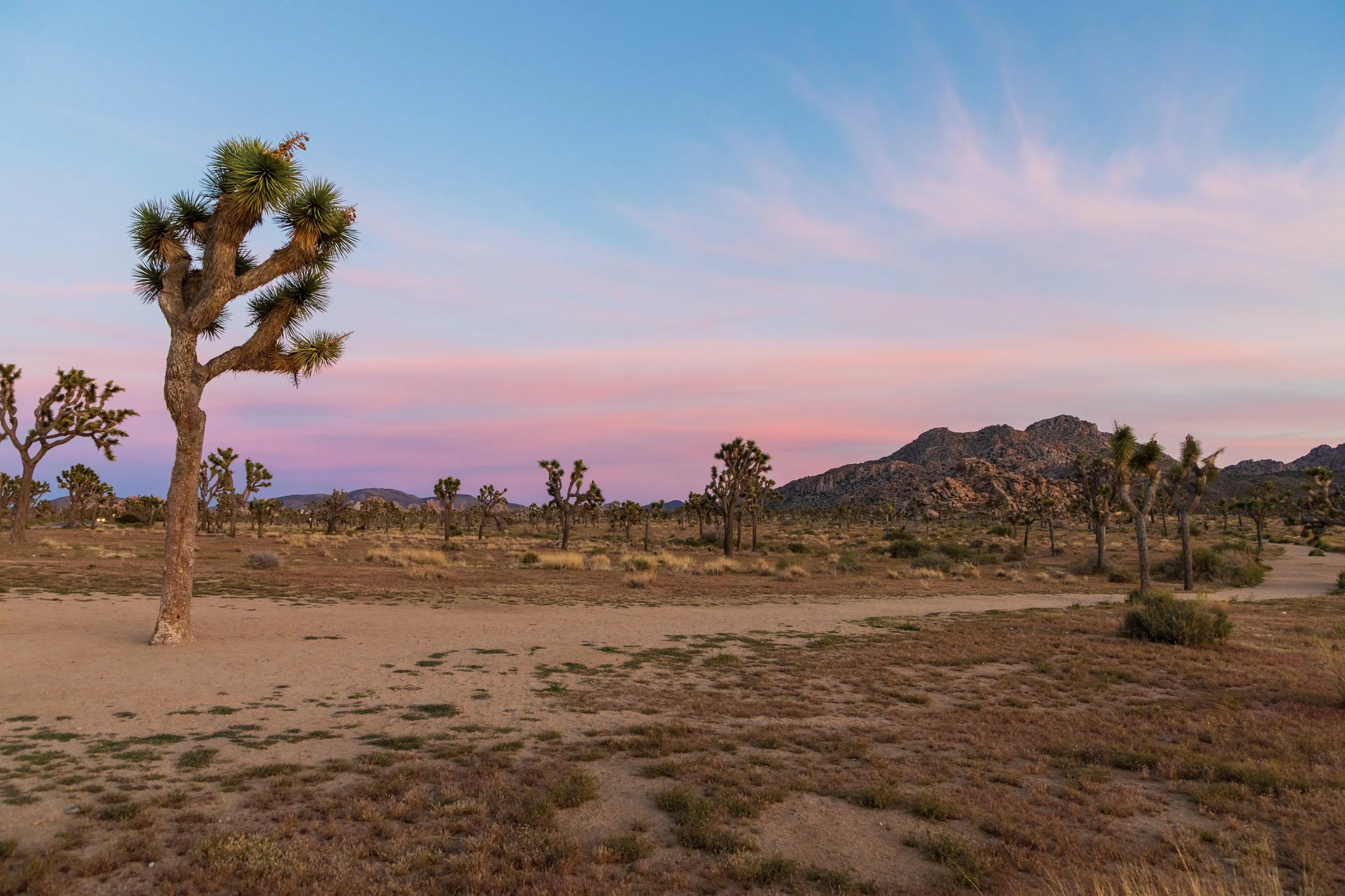 joshuatree_26.jpg