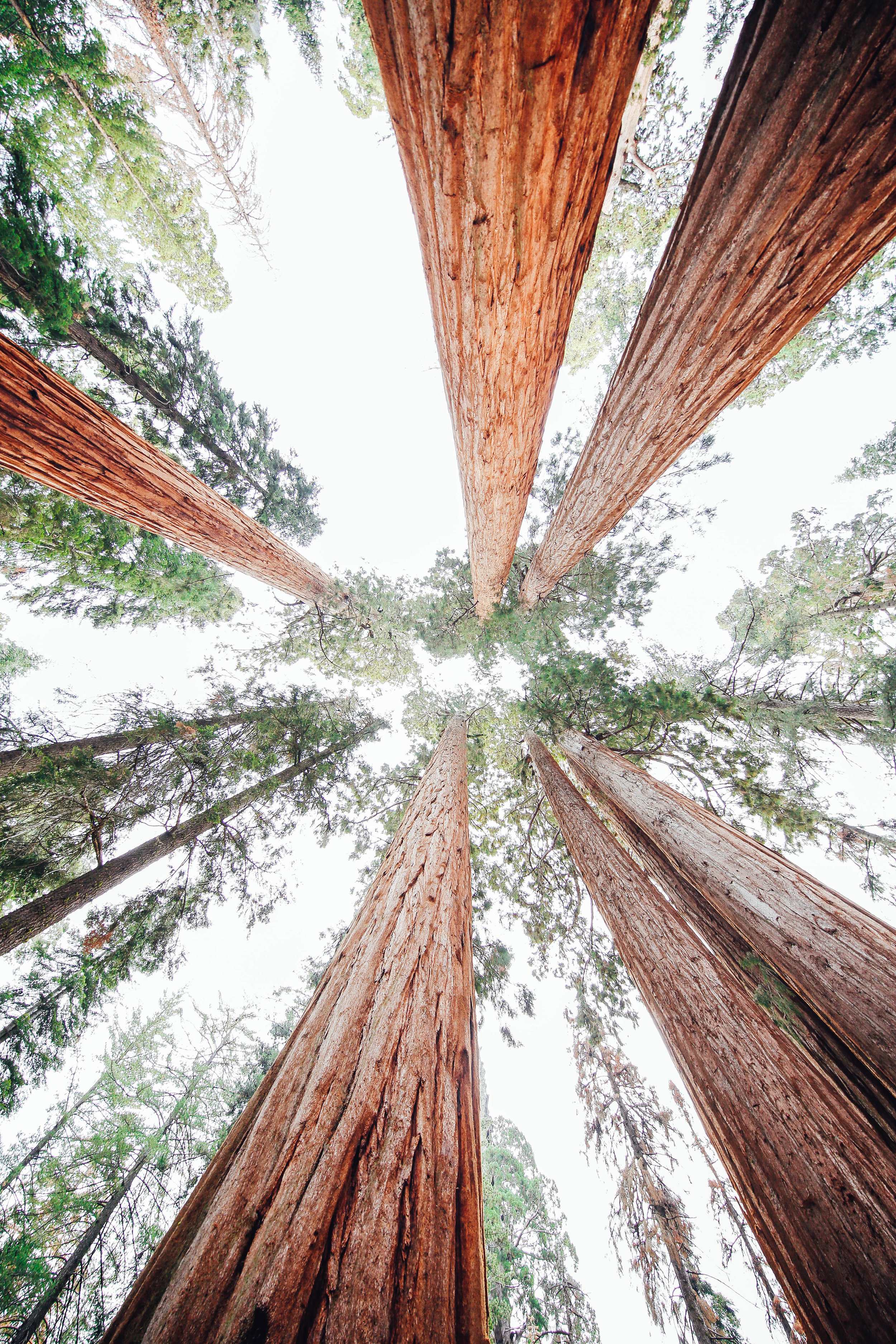 trees2.jpg