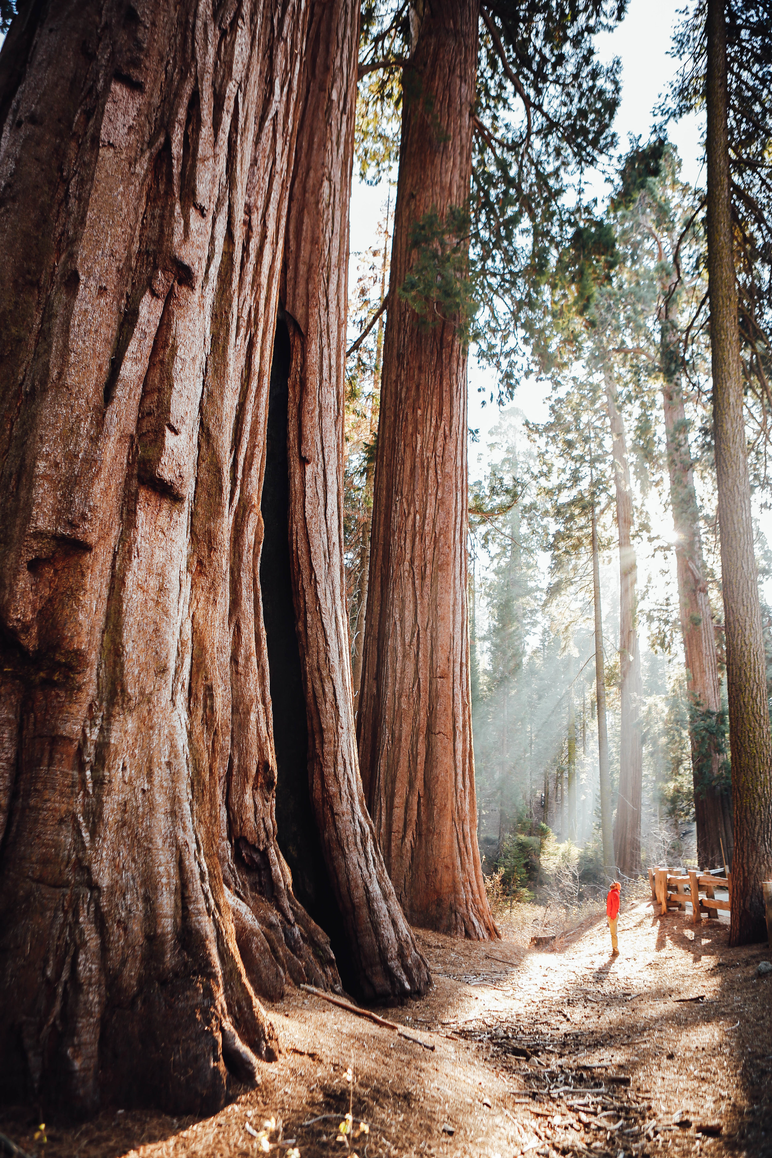 tree1.jpg
