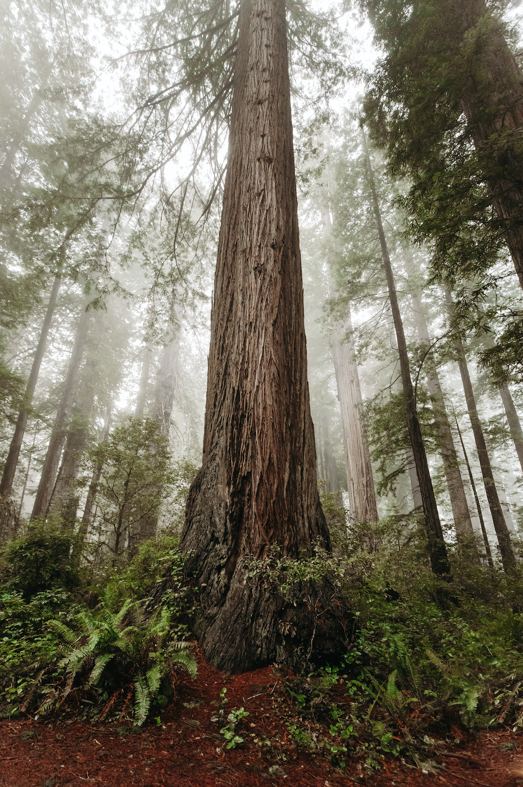 Screen Shot 2020-02-04 at 8.14.41 PM.png