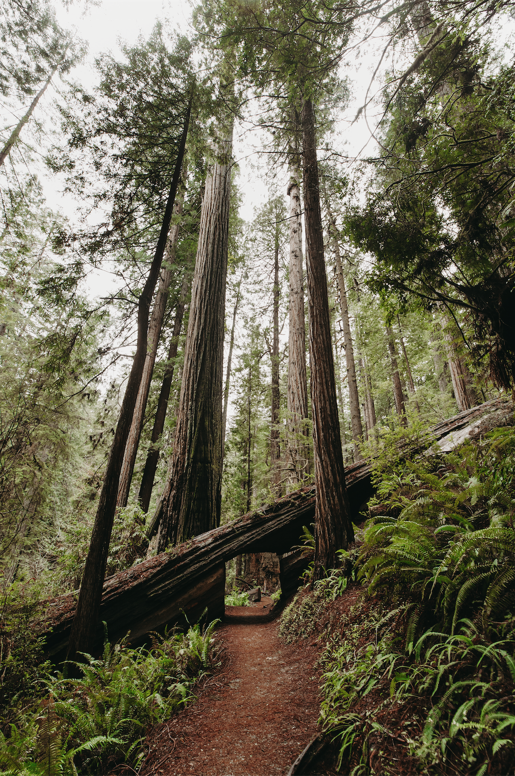 Screen Shot 2020-02-04 at 8.22.23 PM.png