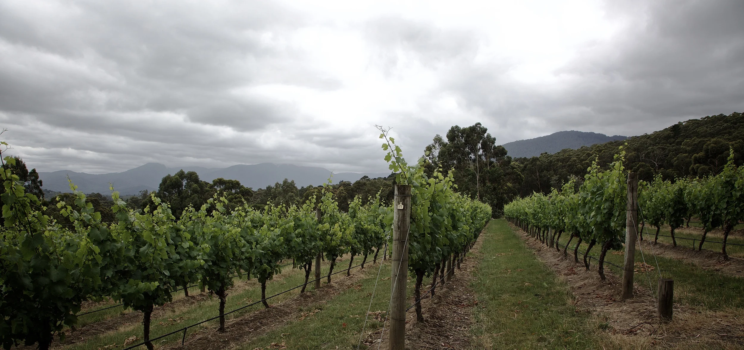 Harriet's Vineyard, November 2015
