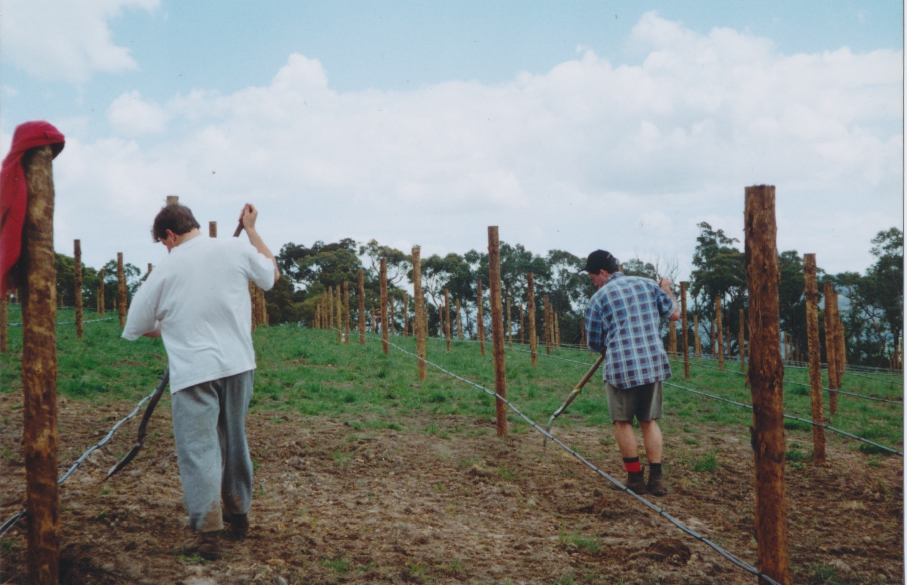 Vine planting - 8000 holes