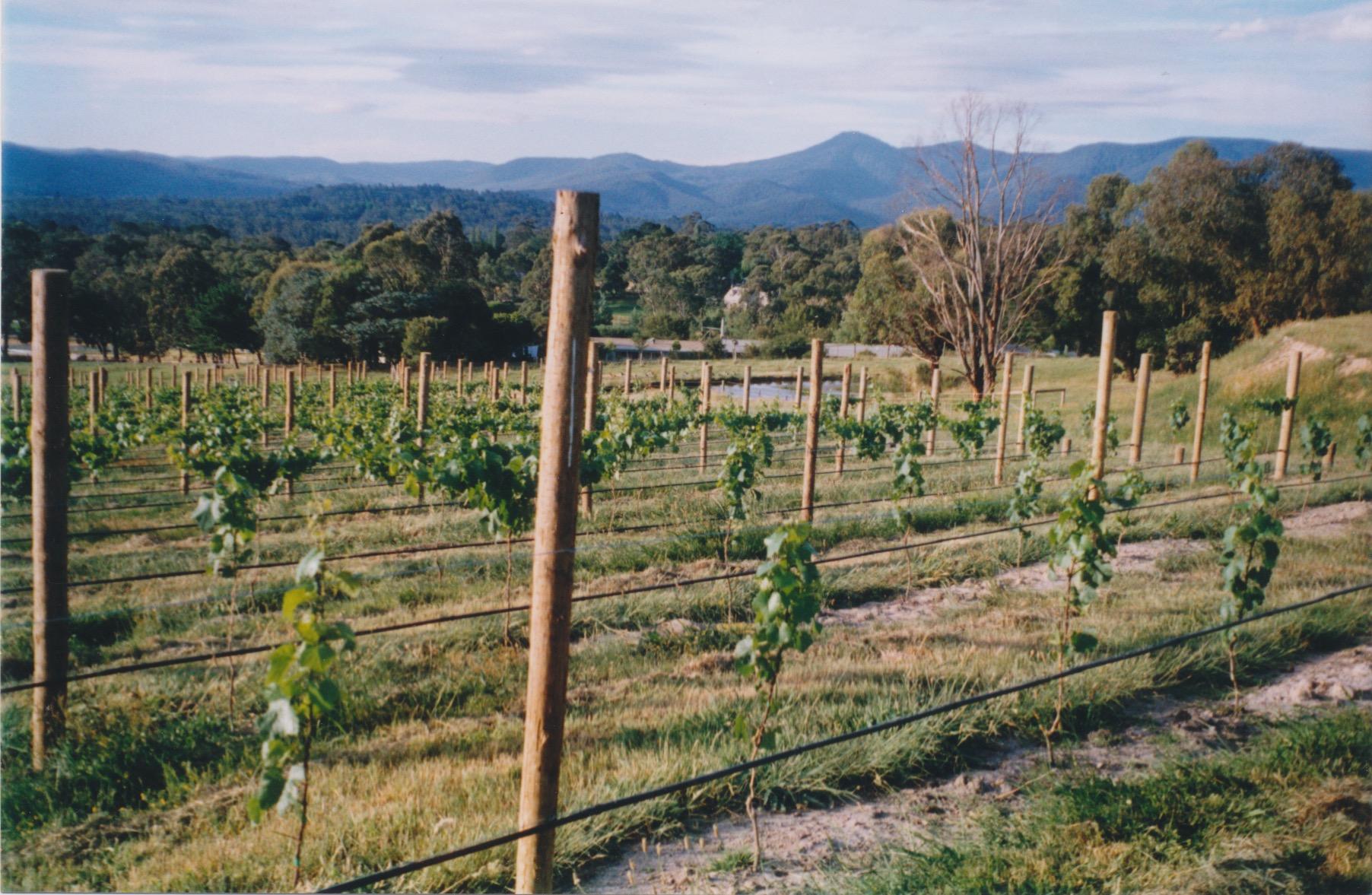 Young Chardonnay - north block