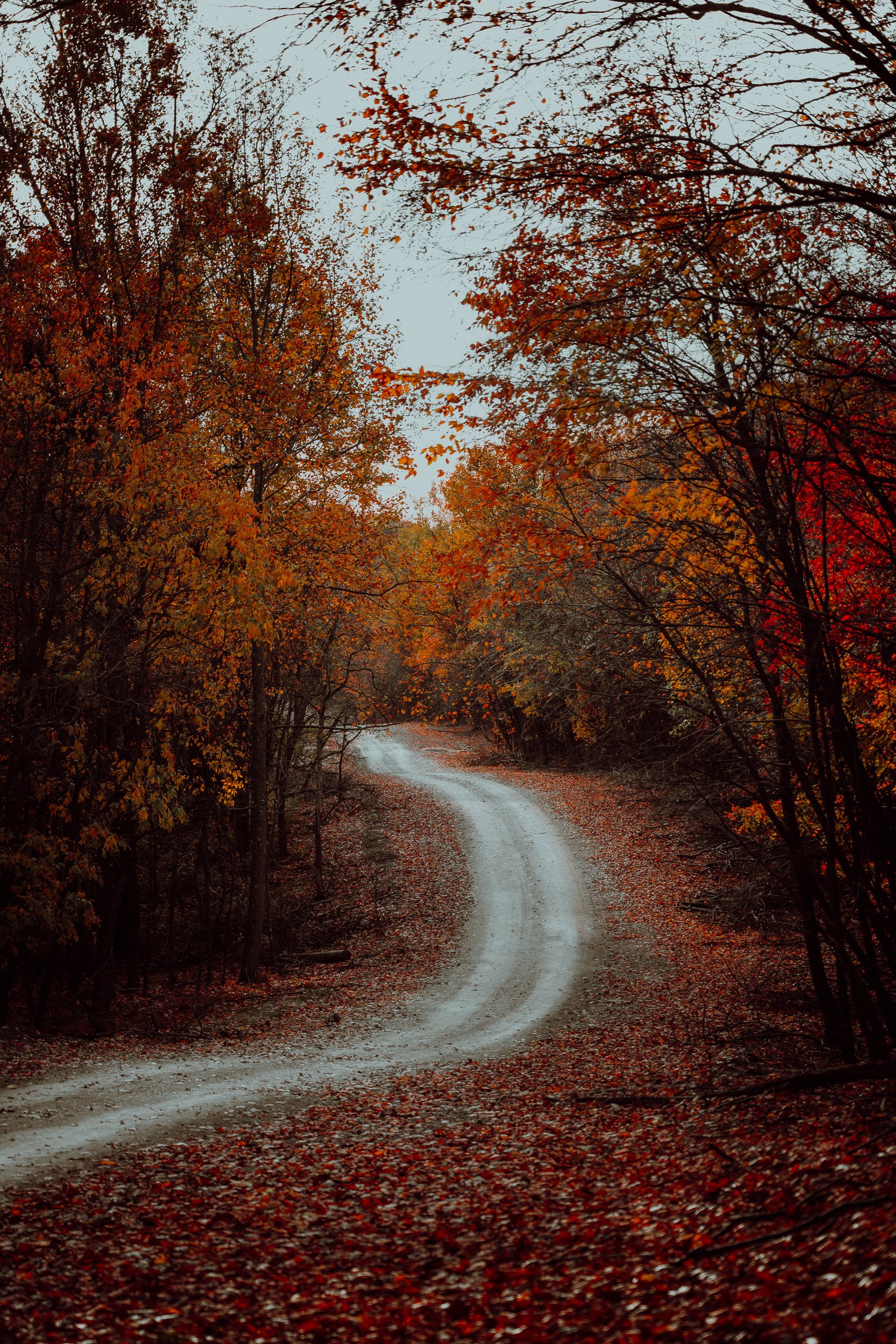 Fall foliage was present on the vehicle pathway leading to the exit.-4.jpg