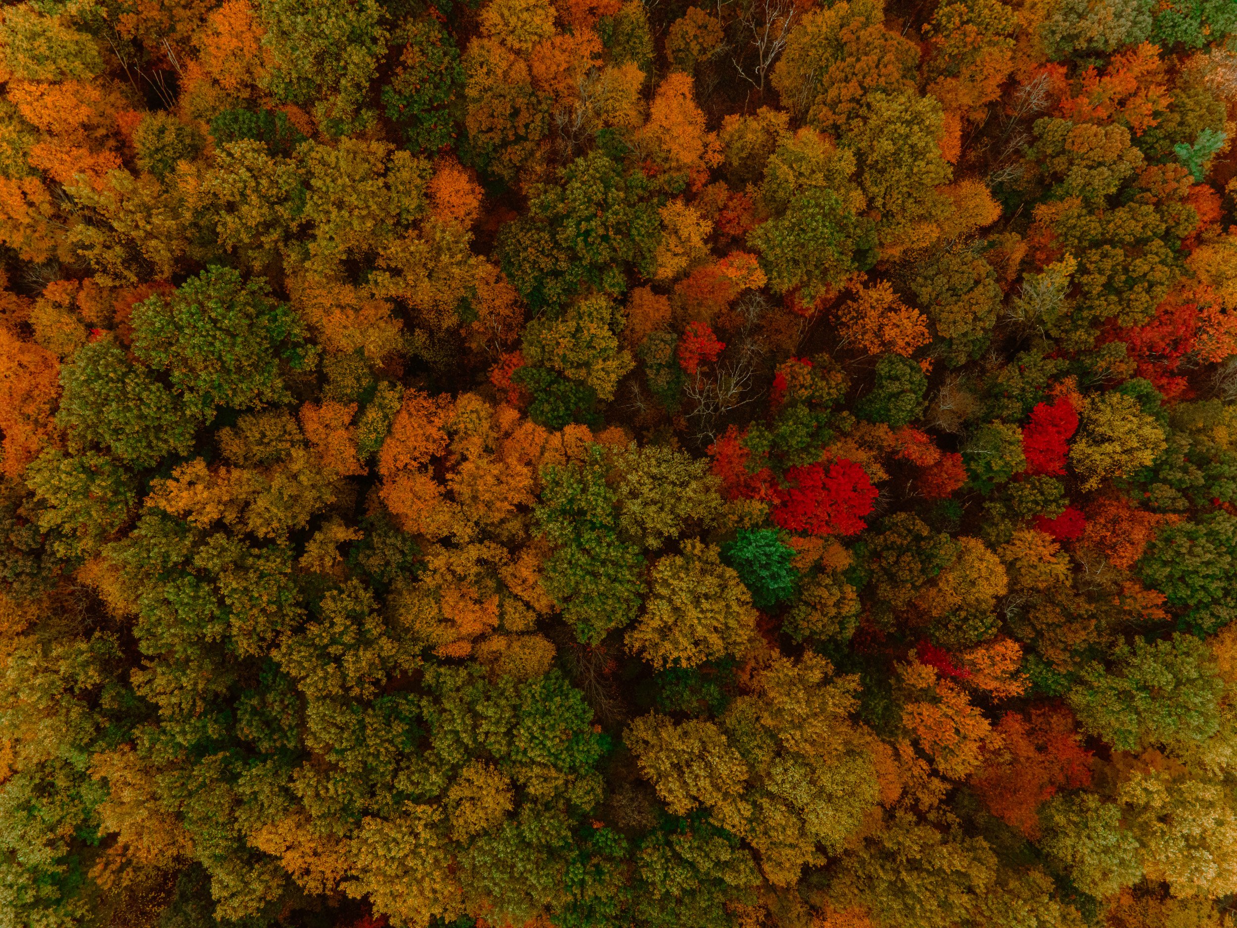 DJI_0390.jpg