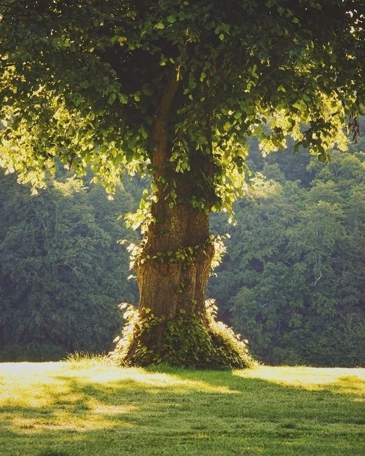  If I Were a Tree