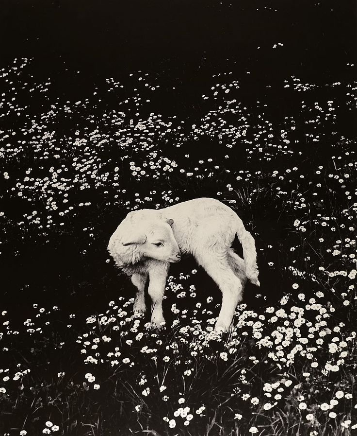 The Lamb