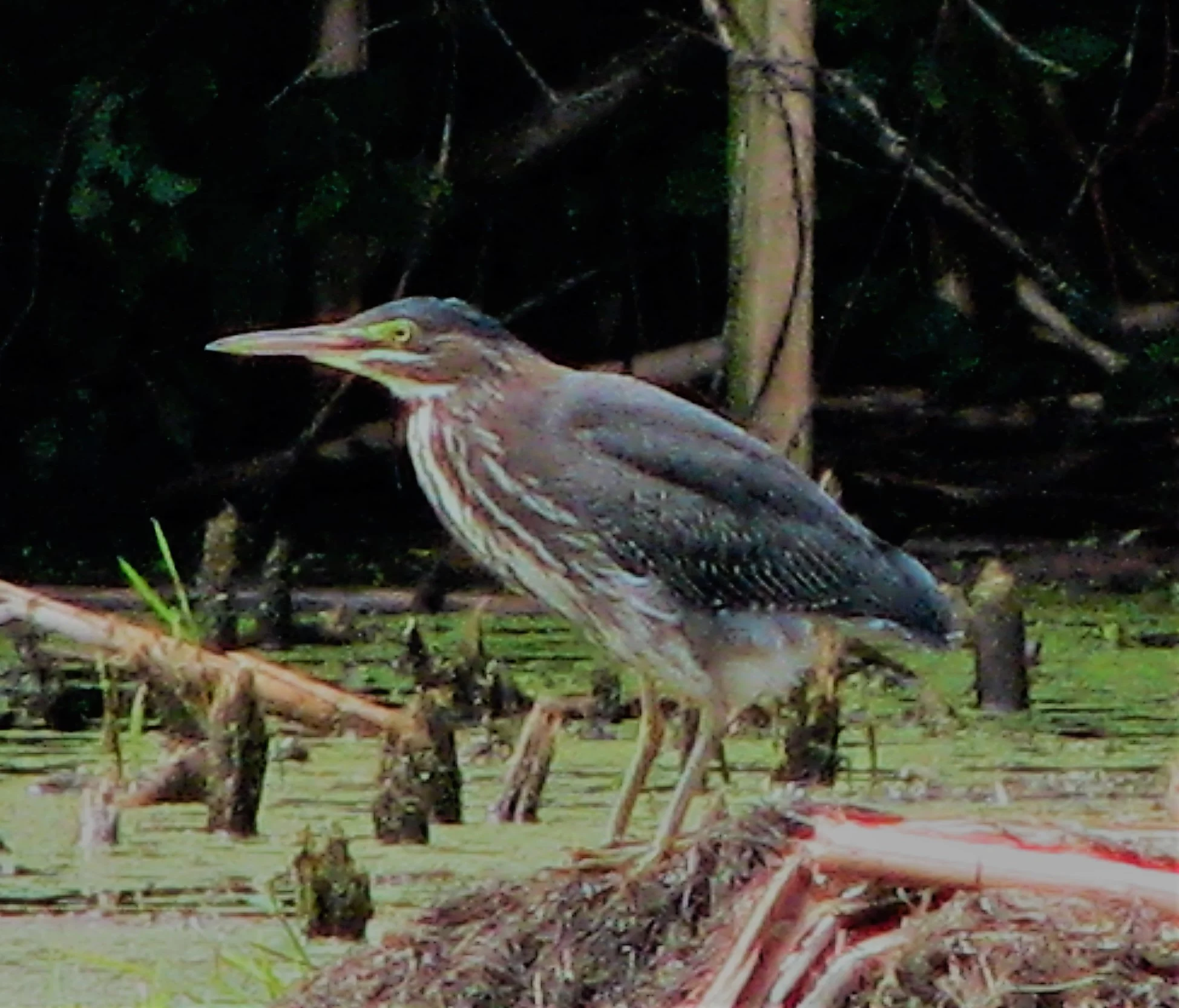July 2018 Birds at Tabor Woods — Caledonia Conservancy