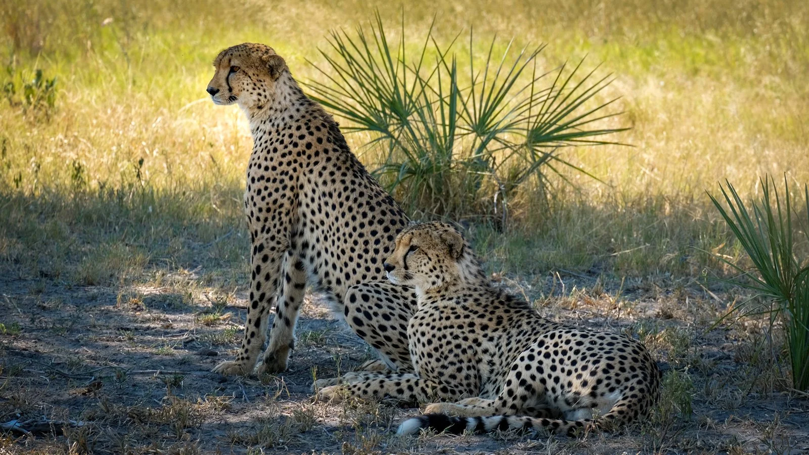 Two cheetahs resting in a grassy area with a palm-like plant in the background.