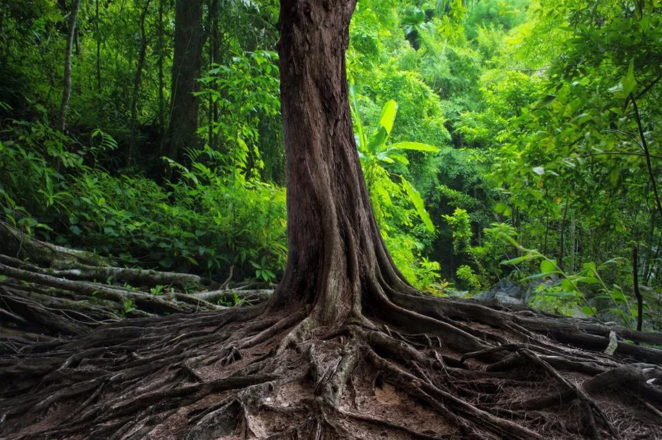 Tree.jpg