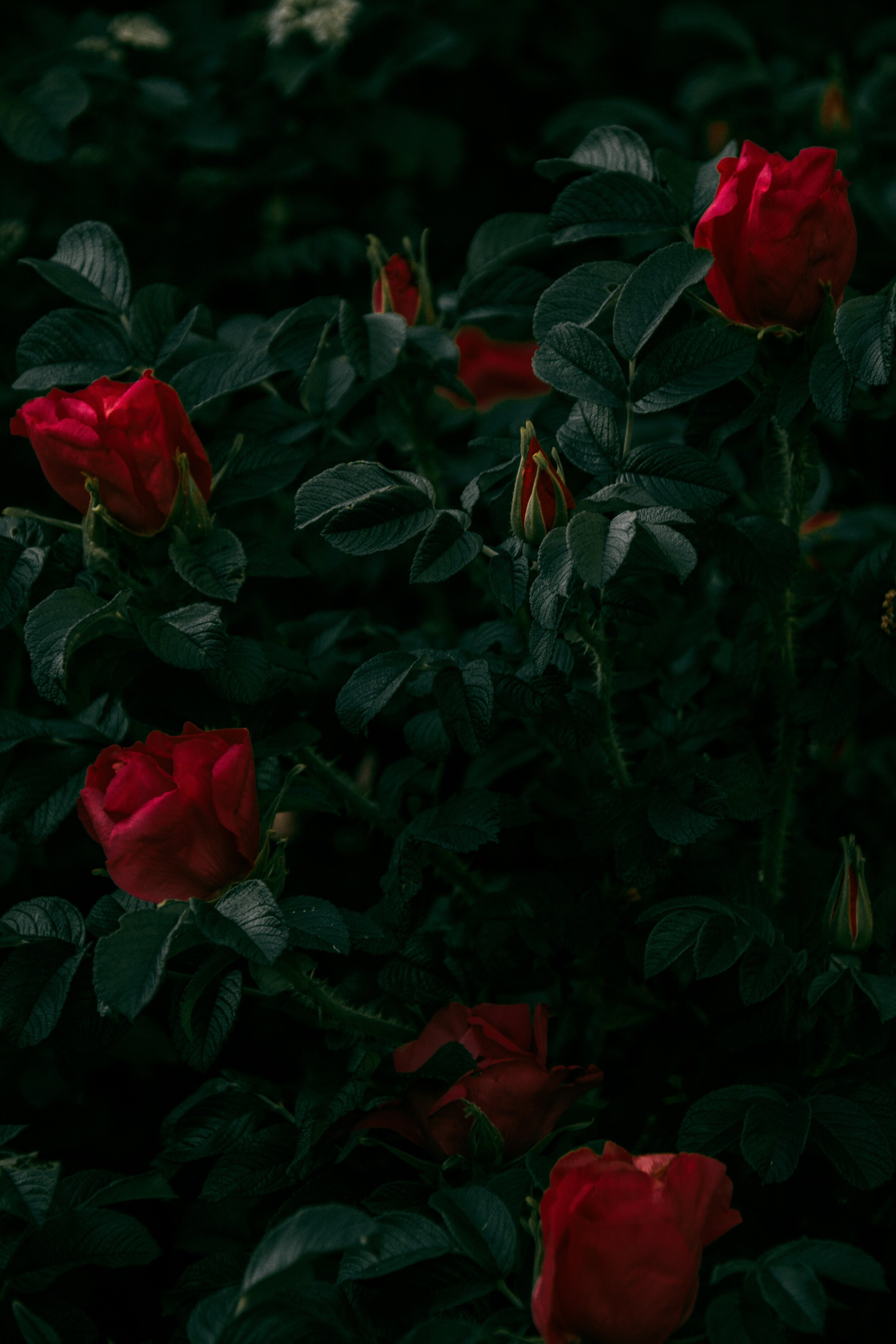 A Touch of Red
