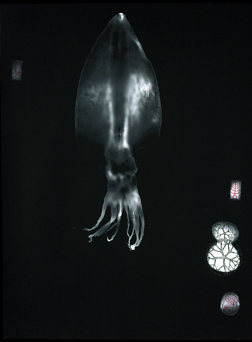 Squid copy.jpg