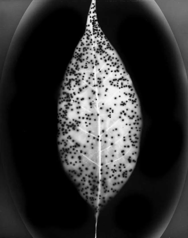 Seed