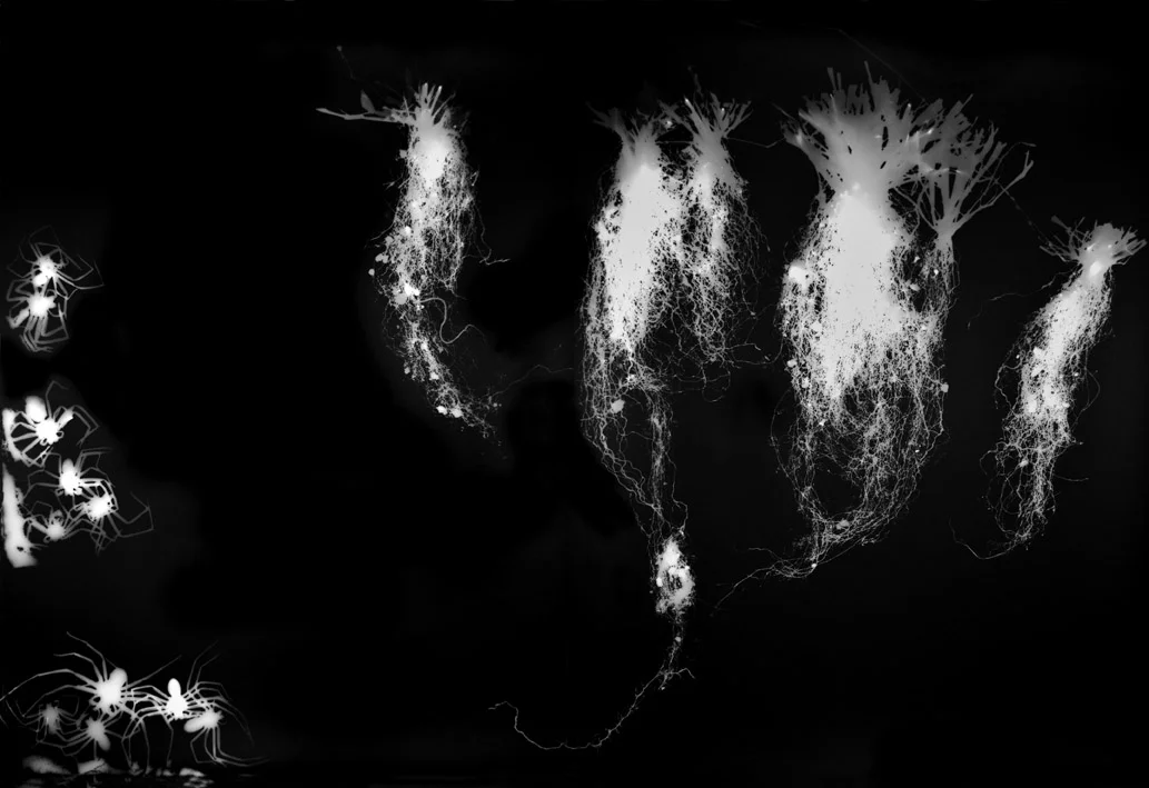 ENTROPY