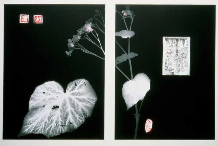 Begonia grandis var. evansiana