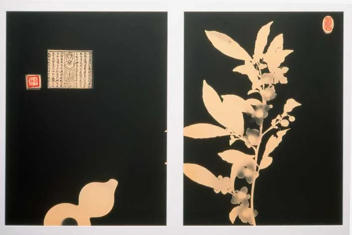 Camellia sinensis