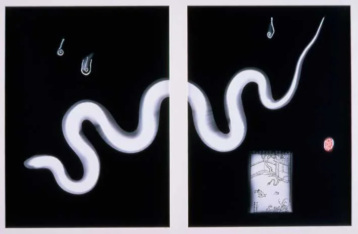 Snake