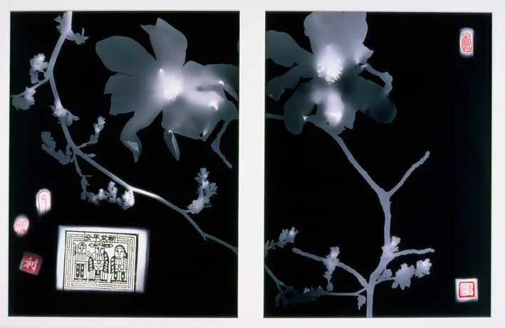 Magnolia sargentiana