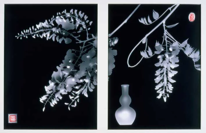 Wisteria sinensis