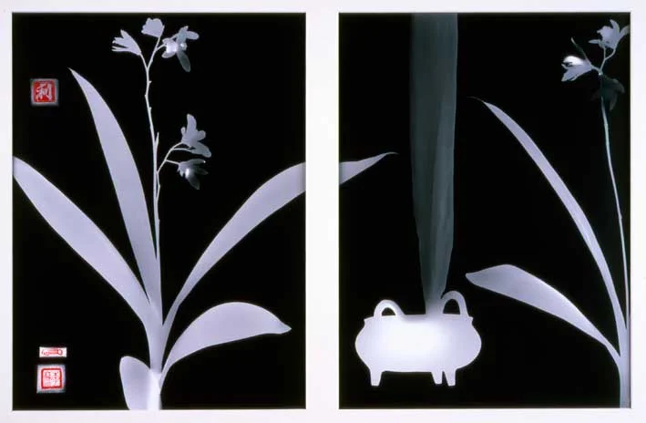 Bletilla striata