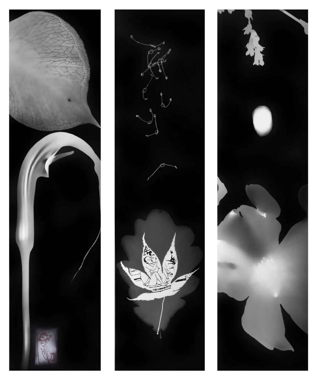 THE MYSTERY OF POLLINATION