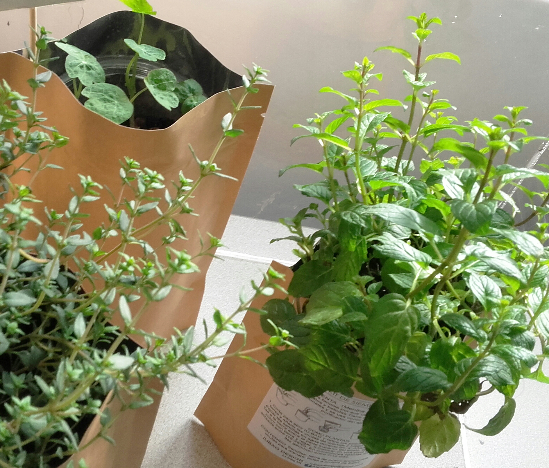 Amb el kit de sembra d'IU-BAG pots tenir espècies fresques i plantes aromàtiques a casa.