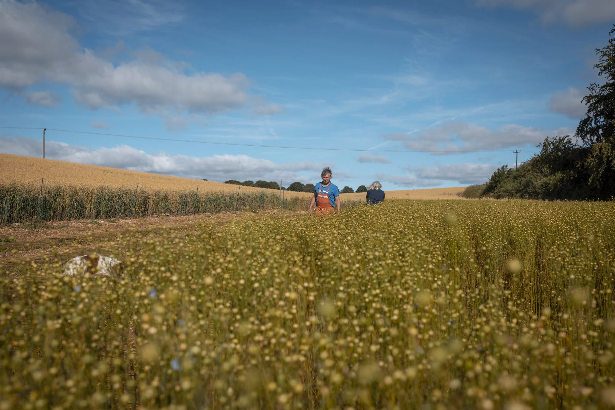 Flax_landtosea__THE HARVEST_© EMILIE SANDY 2026-2828.jpg